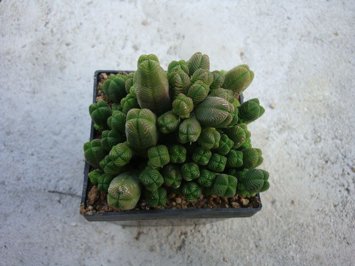 Crassula pyramidalis Thunb. 1778; Origine; Africa de Sud (Little Karoo)
