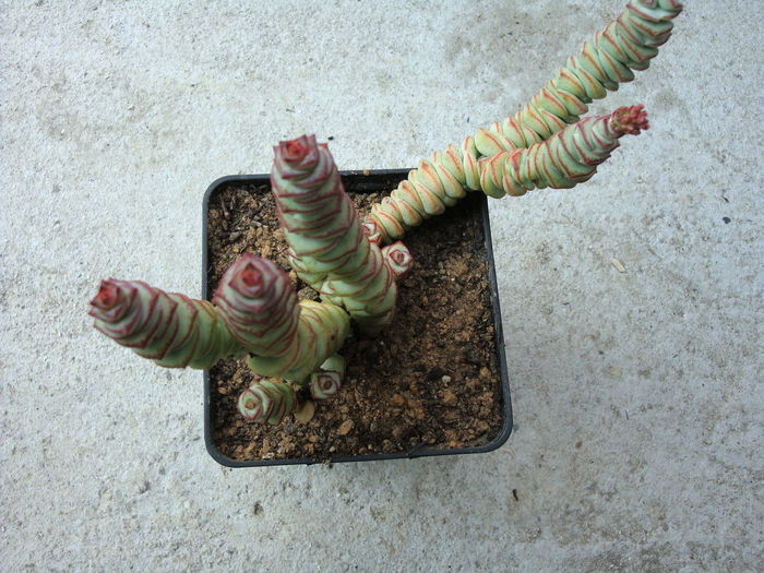 Crassula rupestris ssp. marnierana (Huber & Jacobsen) Toelken 1975; Origine; Africa de Sud in Vest
