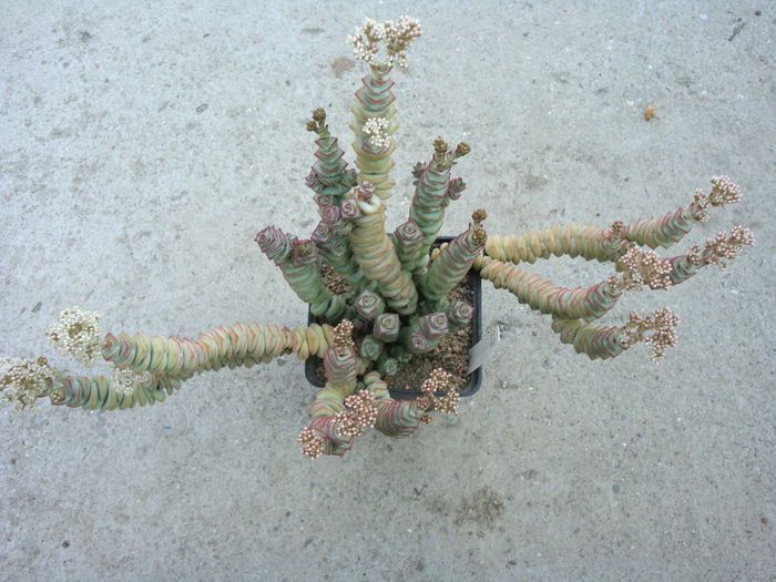 Crassula rupestris ssp. marnierana (Huber & Jacobsen) Toelken 1975; Origine; Africa de Sud in Vest
