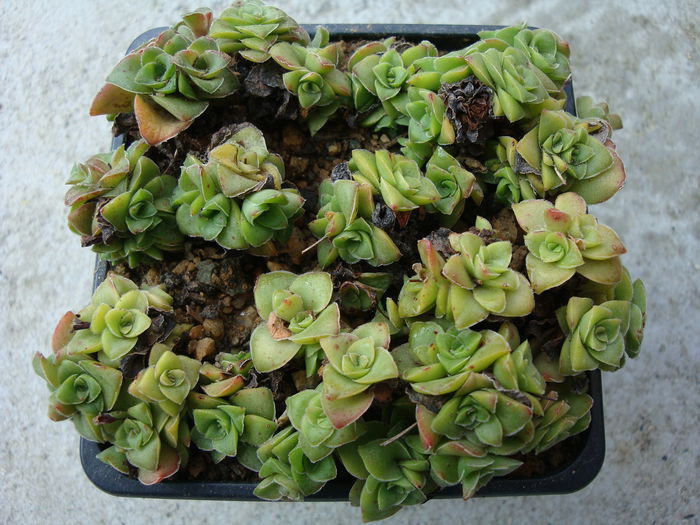 Crassula socialis Schönland 1929.; Origine; Africa de Sud (Eastern Cape Province)
