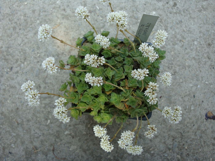 Crassula socialis Schönland 1929. - Genul Crassula