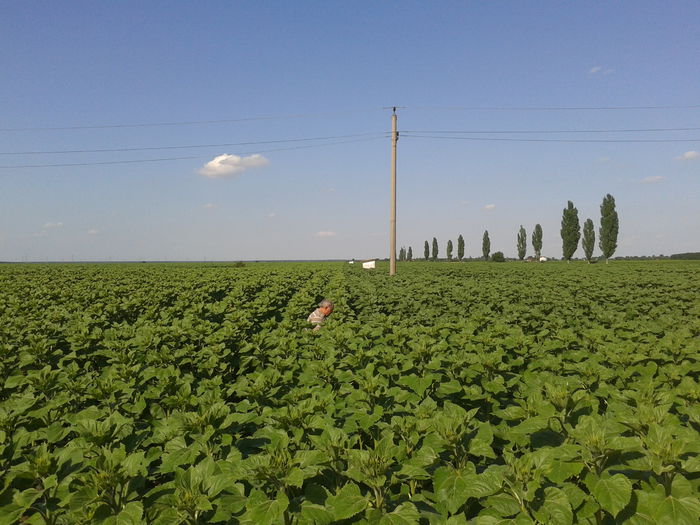 20130610_171139; 10-06-2013 la 21 de zile de la tratamentul foliar. Acelasi lot de floarea soarelui, Baneasa de Giurgiu.
