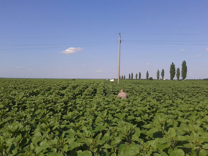 20130610_171211; 10-06-2013 la 21 de zile de la tratamentul foliar. Acelasi lot de floarea soarelui, Baneasa de Giurgiu.
