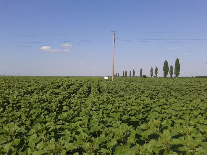 20130610_171459; 10-06-2013 la 21 de zile de la tratamentul foliar. Acelasi lot de floarea soarelui, Baneasa de Giurgiu.
