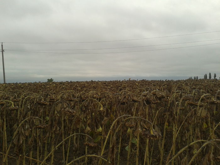 20130827_083650 - Floarea soarelui Loc Baneasa Jud Giurgiu