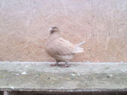 galben 2012