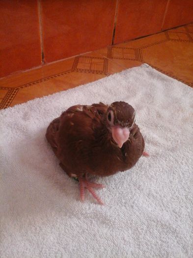 10907059_915059351861512_1973894979_o