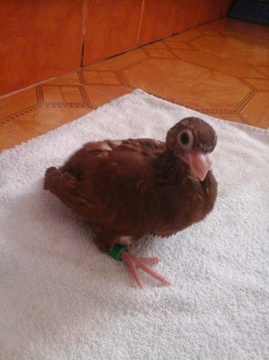 10918899_915059331861514_730158296_o