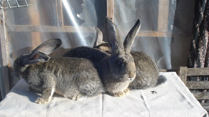 Femele 3 luni si o saptamana