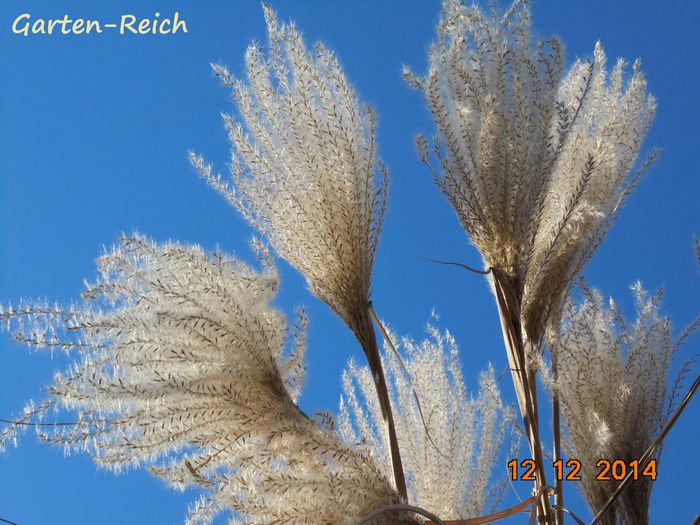 Riesen-China-Schilf - Detalii-Details