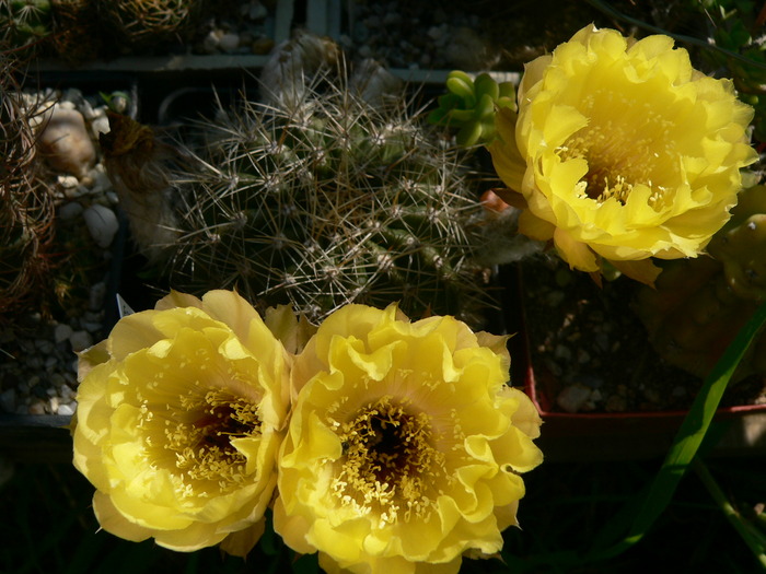 echinopsis_fl.galbena - genul Echinopsis