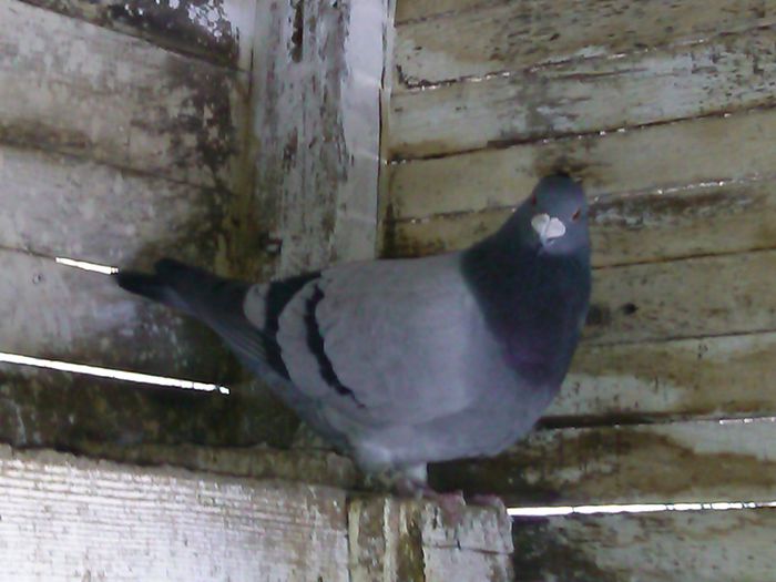 IMG_20150106_122232_475 - voiajori mei sport