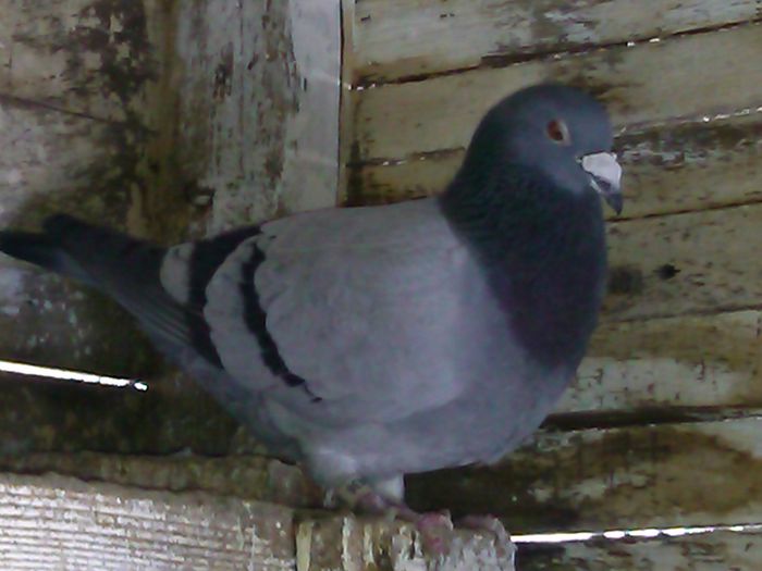 IMG_20150106_122239_130