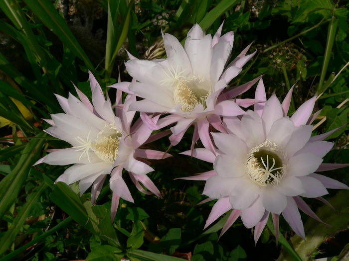 echinopsis_oxygona - genul Echinopsis