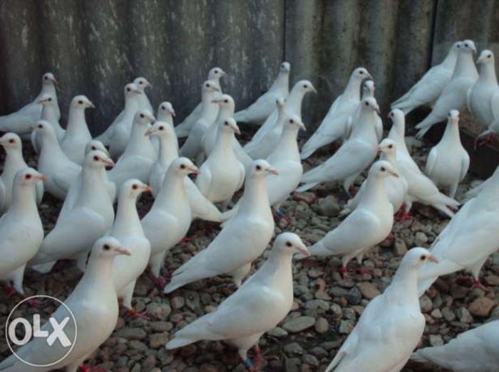 42683929_1_644x461_porumbei-timisoara