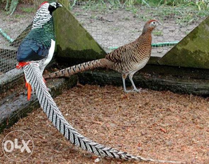 43575353_1_644x461_vand-fazani-diferite-specii-focsani