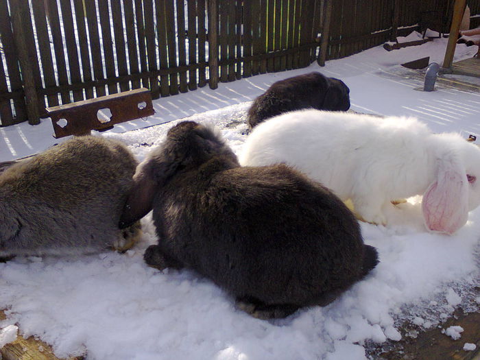 TOT EI - PENTRU DOMNUL GALTIBI