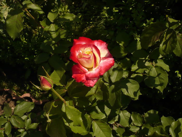 Picture 171; trandafir double delight
