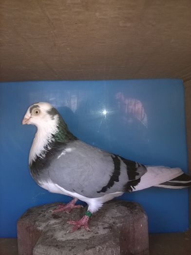 boboc