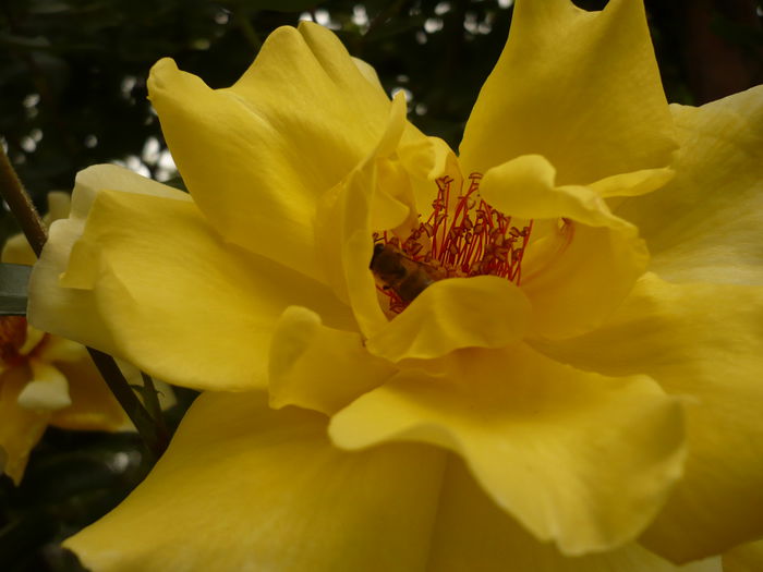 Picture 186; o floare cu o albinutza
