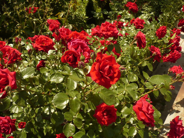 Picture 193; explozie de flori minunate la urcatorii mei rosii
