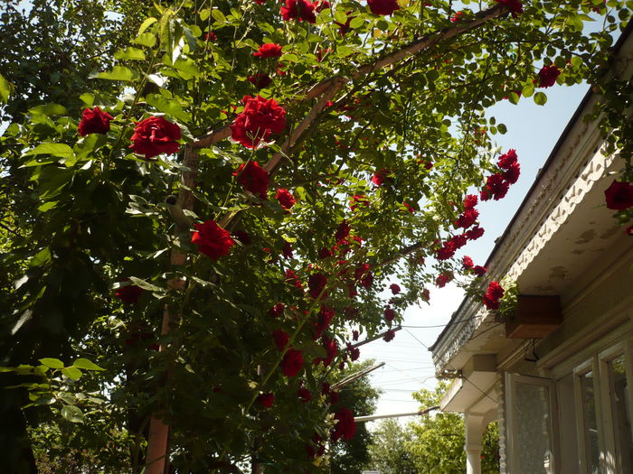 Picture 195 - gradina mea