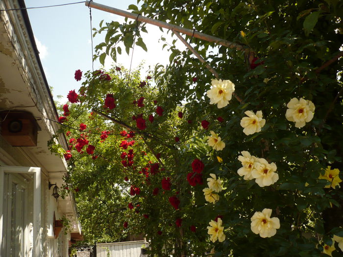 Picture 209 - gradina mea