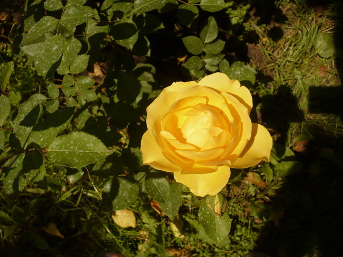 Picture 204 - gradina mea