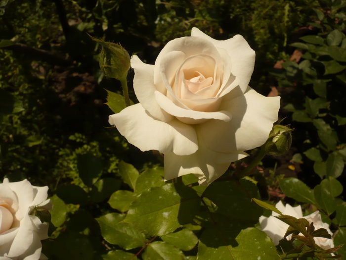 Picture 208 - gradina mea