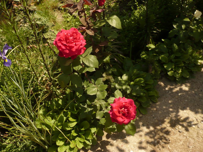 Picture 215; trandafir crishler imperial

