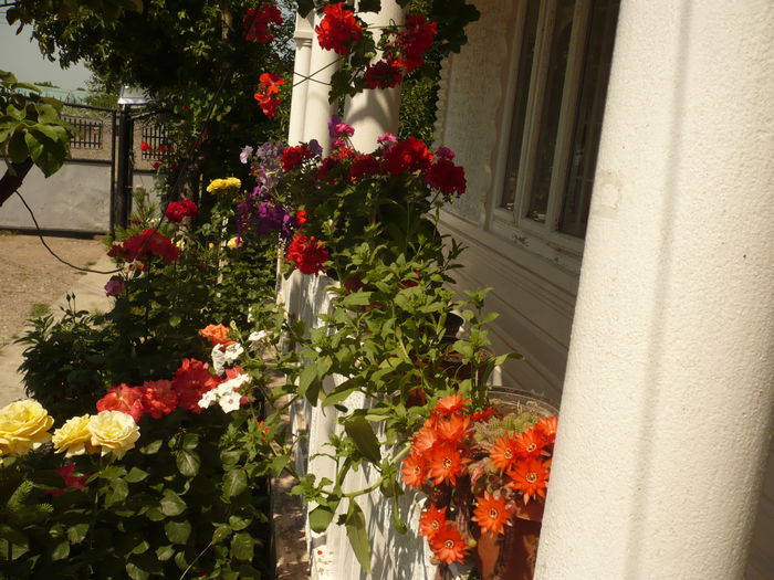 Picture 228 - gradina mea