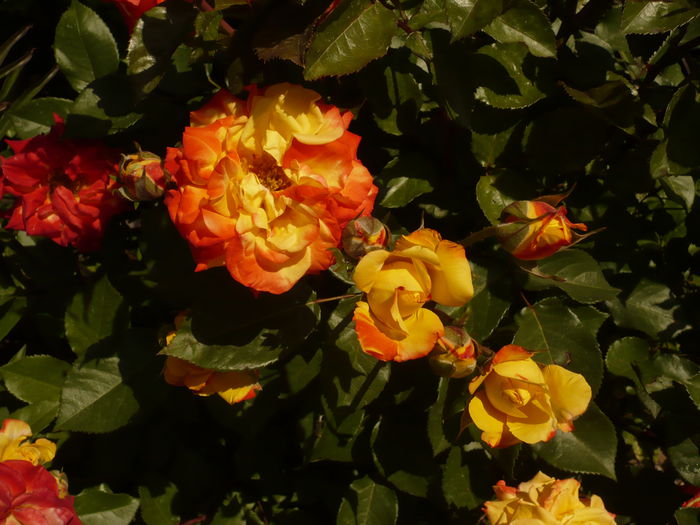 Picture 214; o minunatie de trandafir din categoria floribunda
