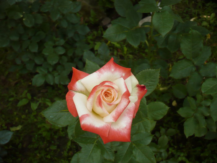 Picture 248; trandafir printesa farah hibrid

