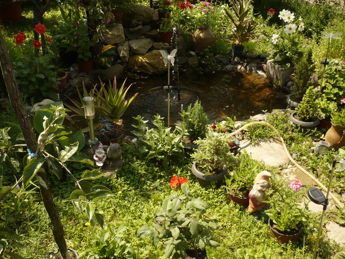 Picture 254 - gradina mea