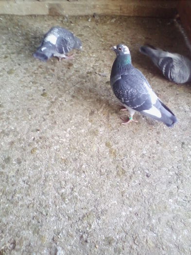 IMG_20150106_154530_1