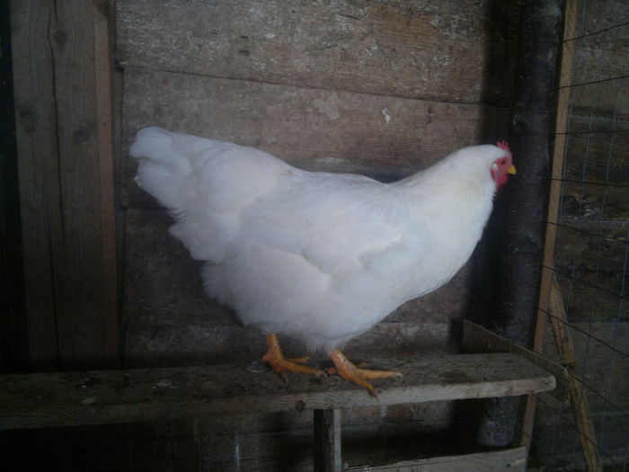 2015-01-05-3110 - cezar 2015