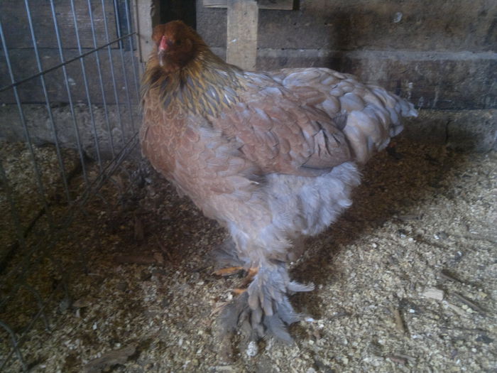 2015-01-05-3117 - cezar 2015