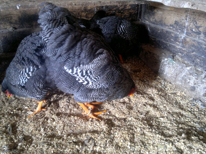 2015-01-06-3174 - cezar 2015