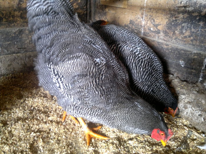 2015-01-06-3177 - cezar 2015