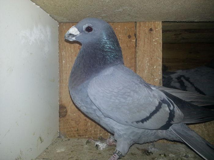 f 2014 - PORUMBEI DRAGONI