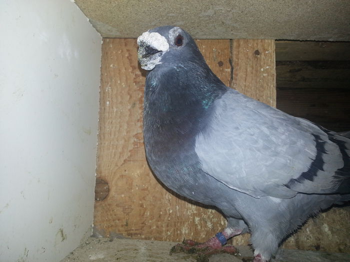 m 2012 - PORUMBEI DRAGONI