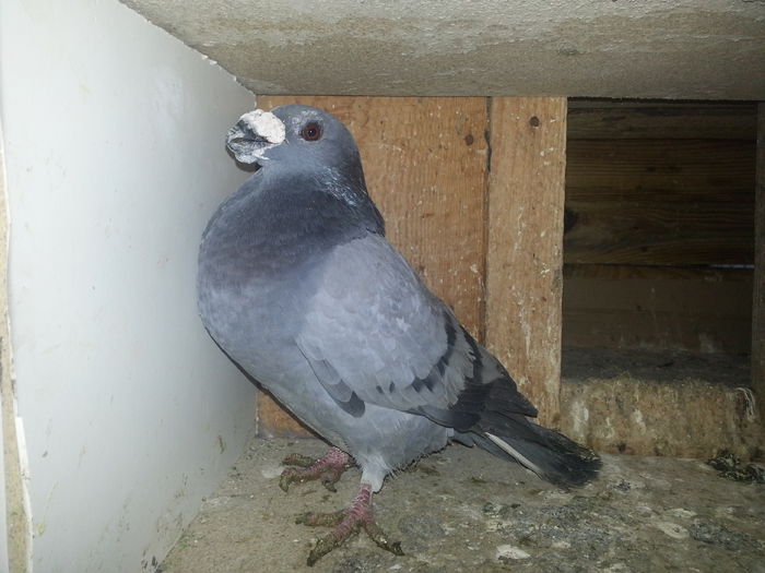 f 2012 - PORUMBEI DRAGONI