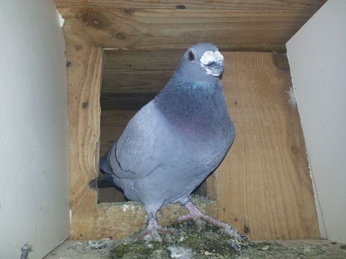 m 2014 - PORUMBEI DRAGONI