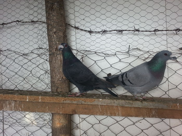 00 - PORUMBEI DRAGONI