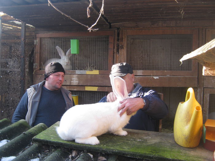 erik prezinta marfa - vizita crescatoriilor de iepuri oi si gaini din zona -sucevei-vaslui