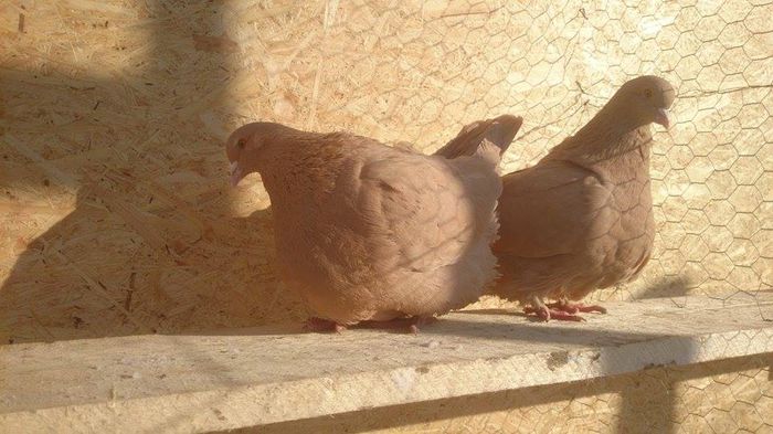 10899752_364215873750599_242808940_n