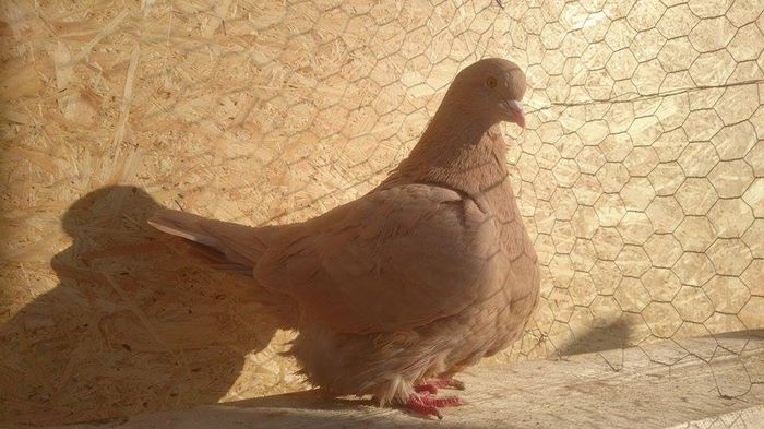 10899843_364215927083927_1259953708_n