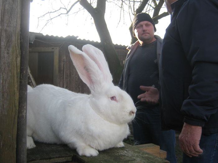 Silvester_2014 034 - vizita crescatoriilor de iepuri oi si gaini din zona -sucevei-vaslui