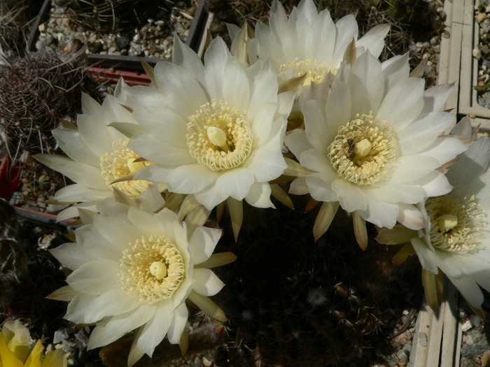 echinopsis_hb