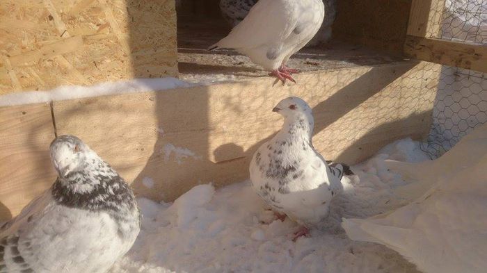 10887855_364215450417308_2137674211_n